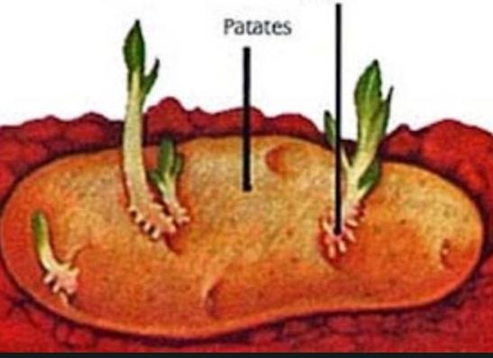 Yumru Gövde İle Üreme Nedir?