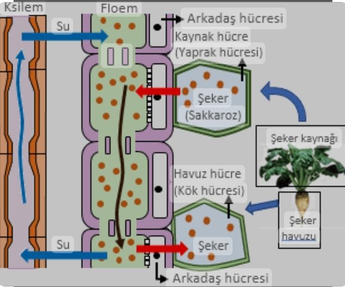 Bitkilerde Madde Taşınması Konusu