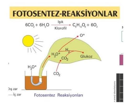 Canlılarda Enerji Dönüşümleri