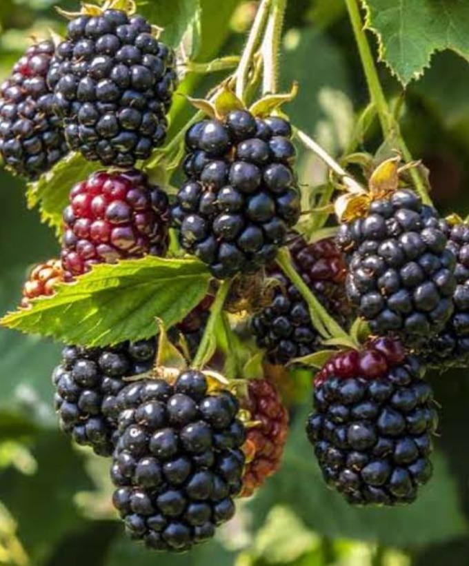 Dream Meaning of Blackberries