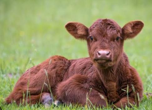 Dream of Calf