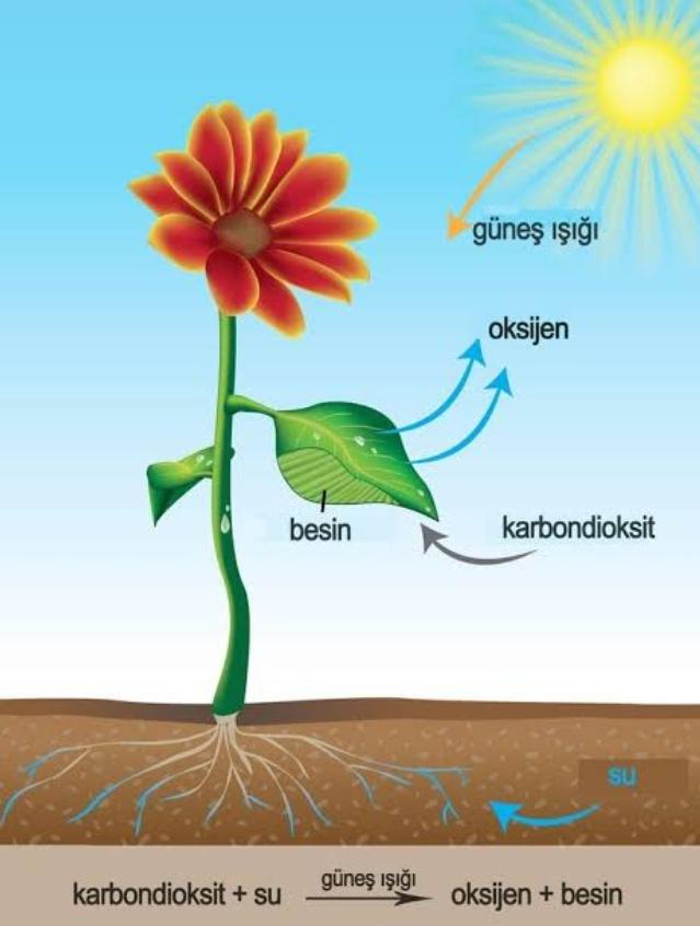 Fotosentez Nedir?