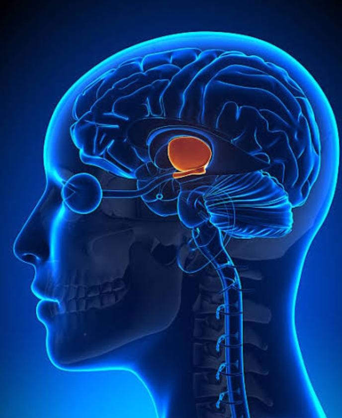 Hipotalamus nedir?