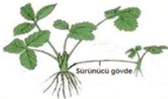 Sürünücü Gövde İle Üreme Nedir?