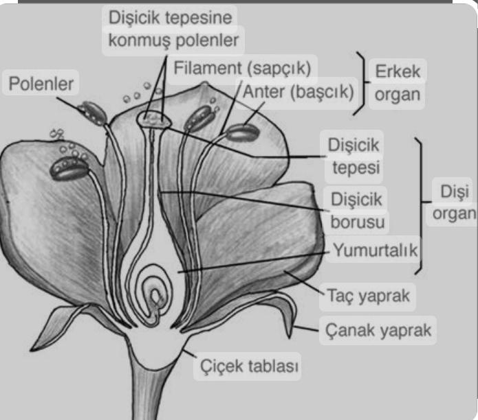 Hermafrodit nedir?