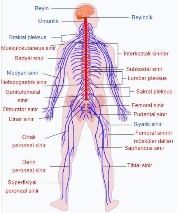 Sinir Sistemi Nedir?