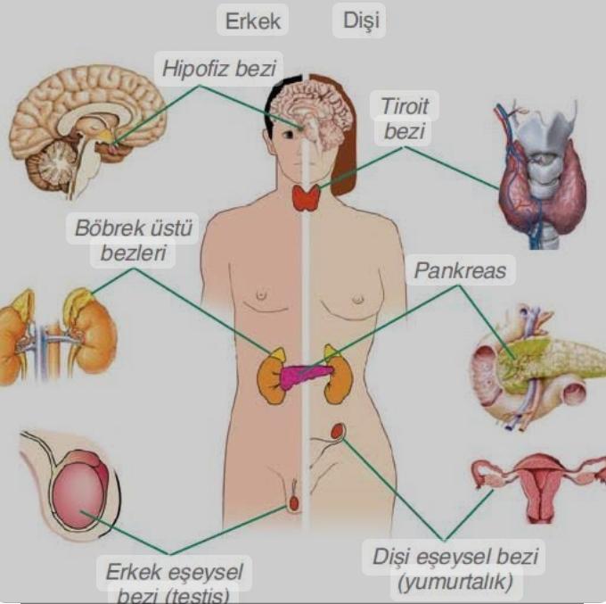 Denetim ve Düzenleyici Sistem, Duyu Organları Konusu 