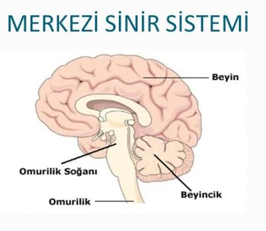 Merkezi sinir sistemi nedir?