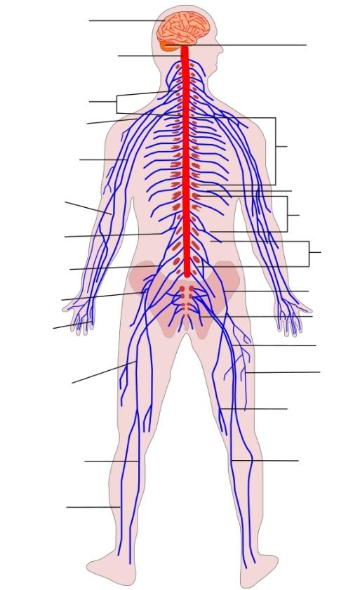 Çevresel sinir sistemi nedir?