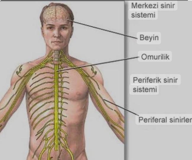 Otonom sinir sistemi nedir?