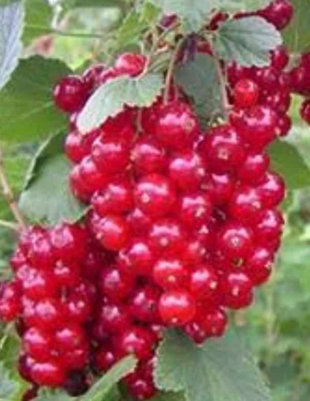 Horoz Gözü Bitkisi Nedir?