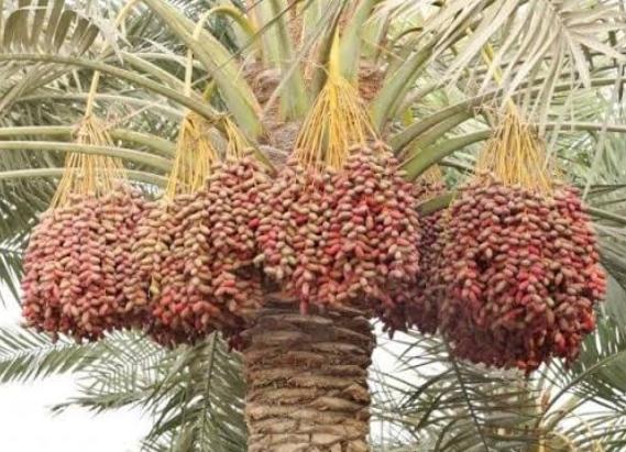 Hurma Ağacı Nedir?