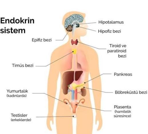Endokrin Bezleri ve Salgıladıkları Hormonlar Konusu 