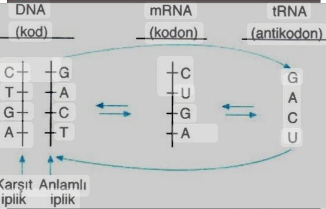 Genetik Kod ve Protein Sentezi Konusu