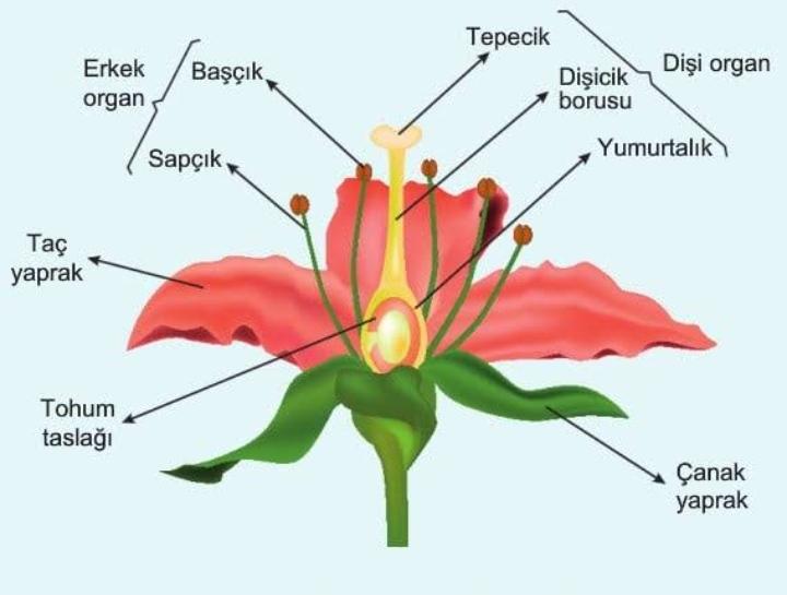 Bitkilerde Eşeyli Üreme Konusu 