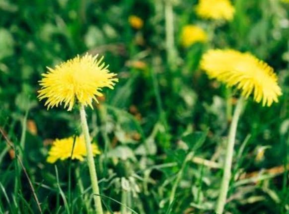 Karahindiba Nedir? Karahindiba Faydaları Nelerdir?