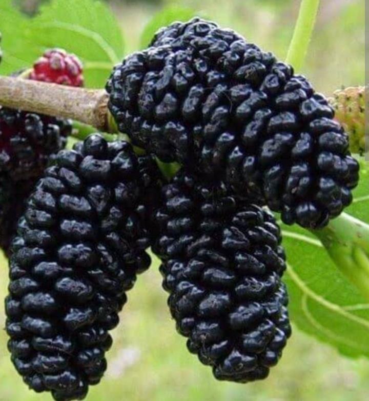 Kara dut nedir?