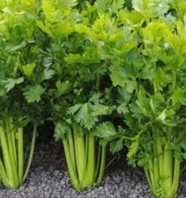 Komünitede Tür İçi ve Türler Arasındaki Rekabet Konusu