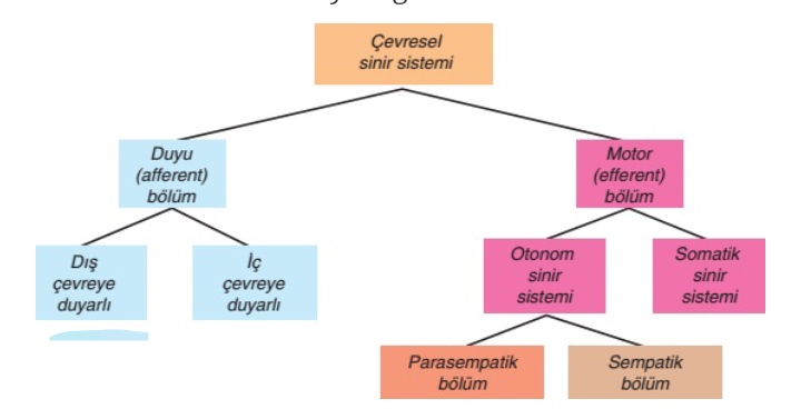 Otonom sinir sistemi nedir?