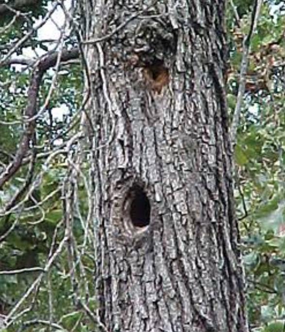 Snag Dream Meaning