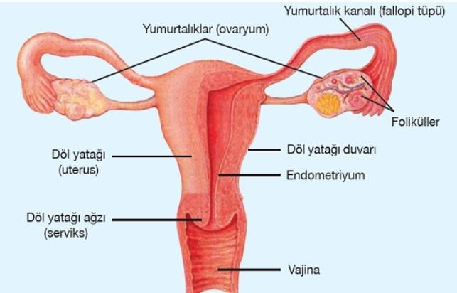 Üreme Sistemi ve Embriyonik Gelişim Konusu