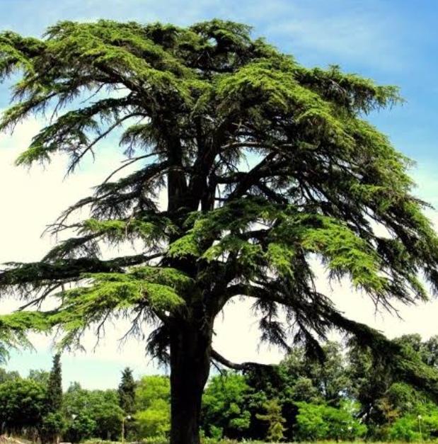 Katran Ağacı Nedir?